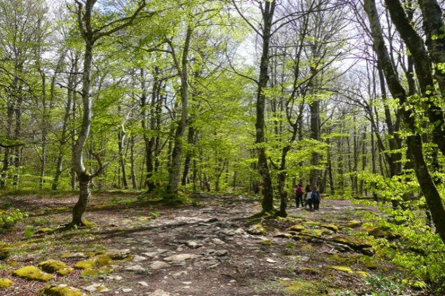 parque natural verde en un dia soleado